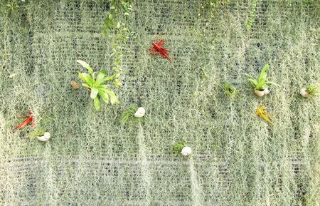 Vertical garden decorated with small plantの写真素材