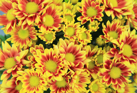 Flower backgroundの写真素材