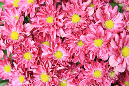 Flower backgroundの写真素材