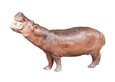 Hippopotamus isolated on white backgroundの写真素材