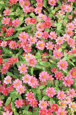 Colorful flower bedの写真素材