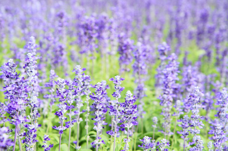 Lavender fieldの写真素材