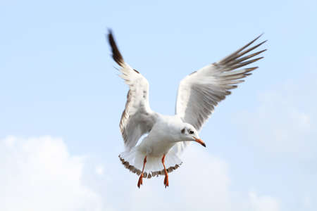 Seagull flying