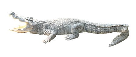 Crocodile isolated on white backgroundの写真素材