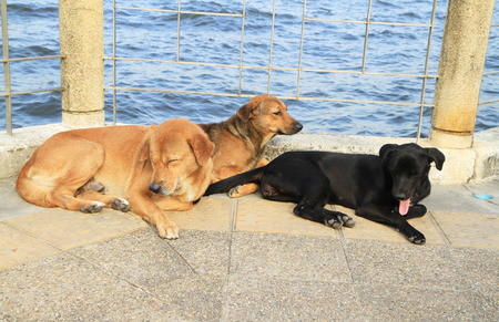 Homeless dogsの写真素材