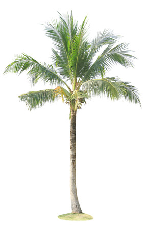 Coconut palm tree isolated on white backgroundの写真素材