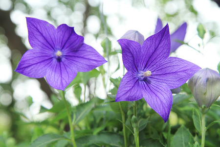 Balloon flowersの写真素材