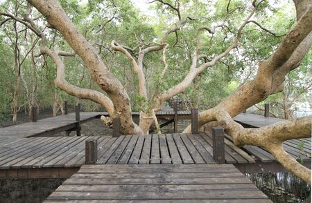 Walkway through mangroves forestの写真素材