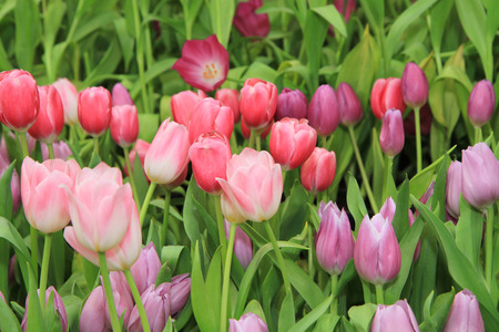 Multicolored tulip flowers fieldの写真素材