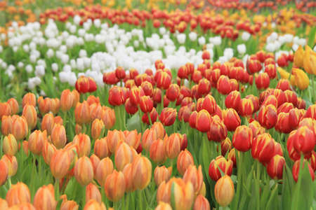 Multicolored tulip flowers fieldの写真素材