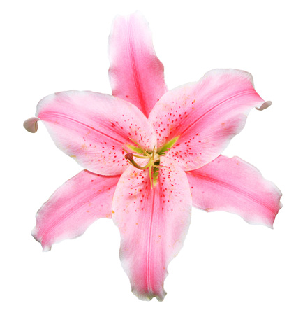 Pink lily isolated on white backgroundの写真素材