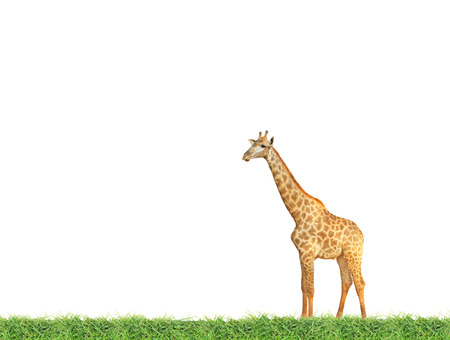 Giraffe on green grass fieldの写真素材