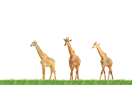 Giraffe flock on green grass fieldの写真素材