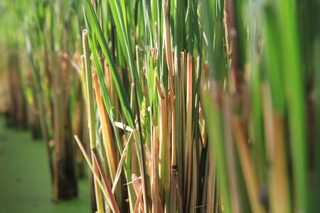 Rice plantの写真素材