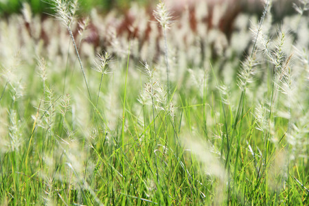 Natural flower field