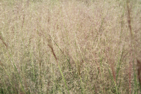 Muhlenbergia sp. flowerの写真素材