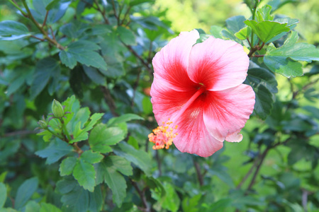 Pink hibiscus flowerの写真素材