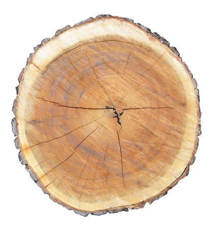 Top view of a tree stumpの写真素材