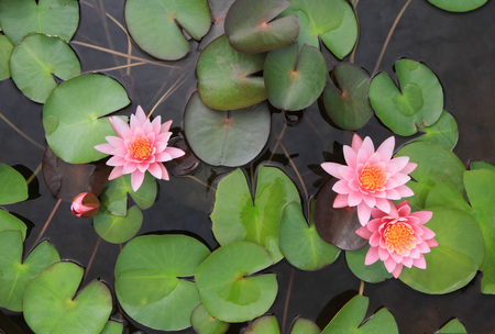 Pink water lilies flowersの写真素材
