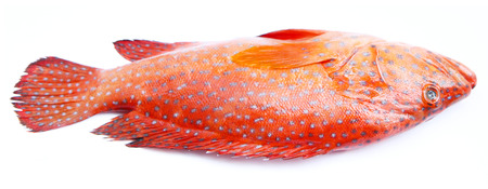 Red-banded grouper isolated on white background