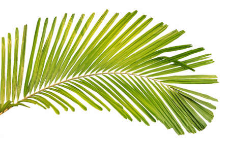 Palm leaf isolated on white backgroundの写真素材