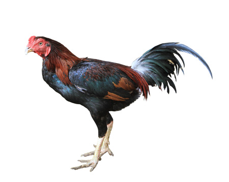 Rooster isolated on white backgroundの写真素材
