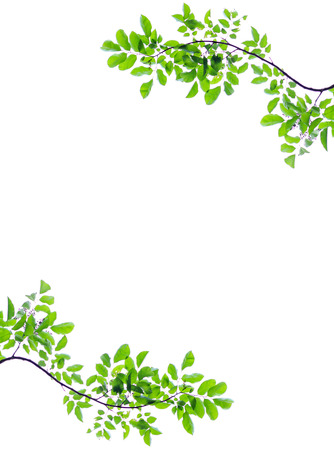 Green leaves isolated on white backgroundの写真素材