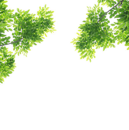 Green leaves background