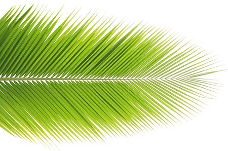 Coconut leaf isolated on white backgroundの写真素材