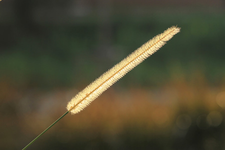 Gramineae flower or Pennisetum setosumの写真素材