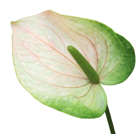 Green flamingo flowerの写真素材