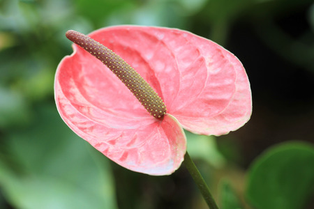 Ping flamingo flowerの写真素材