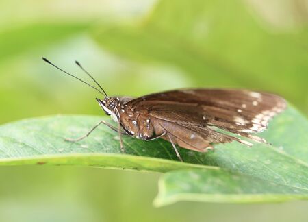 Brown butterfly on green plant