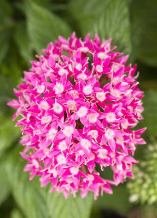 Pink ixora flower