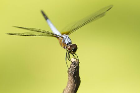 Close up image of blue dragonfly on natural green backgroundの写真素材
