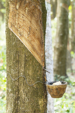 Tapping latex from a rubber treeの写真素材