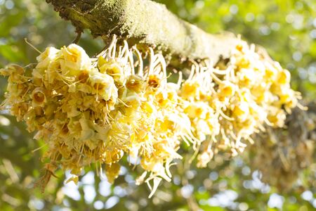 Durian flowers bud on durian tree (Selective focus)の写真素材