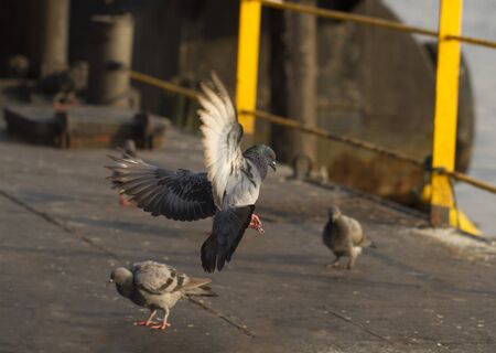 Pigeon landing on the floorの写真素材