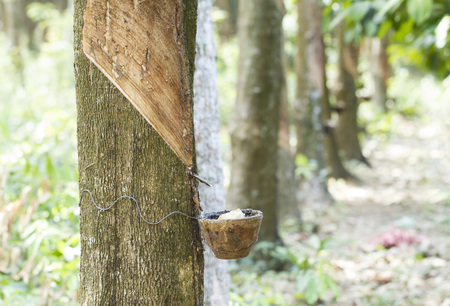 Tapping latex from a rubber treeの写真素材