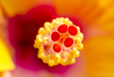 Close image of yellow hibiscus flowerの写真素材