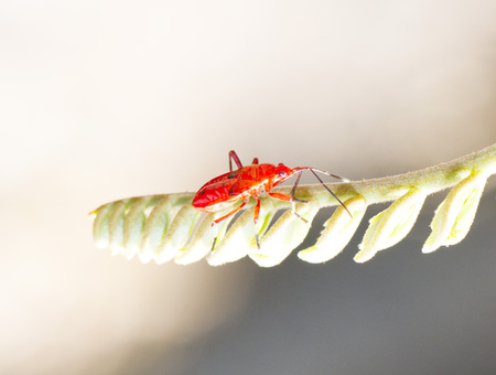 Red young firebug on small green shootの写真素材