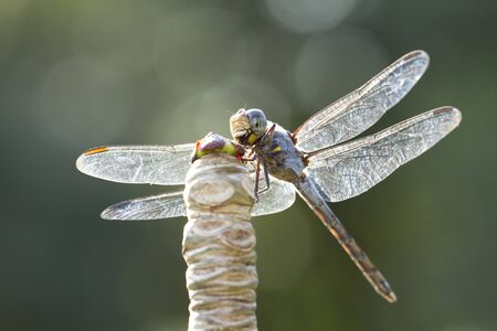 Close up image of blue dragonfly on natural backgroundの写真素材