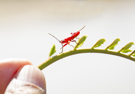 Red young firebug on small green shoot