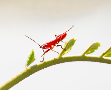 Red young firebug on small green shoot
