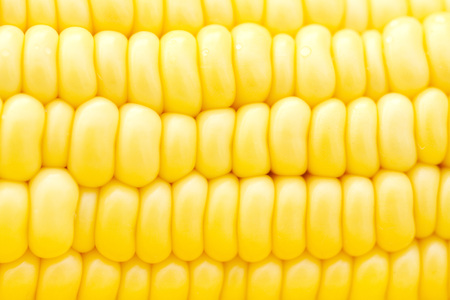 Close-up image of fresh yellow sweet corn