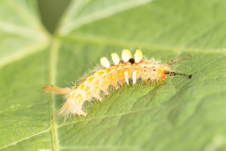 Yellow worm on green leafの写真素材