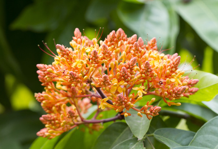 Close up image of orange ashoka flowers (Saraca indica)の写真素材
