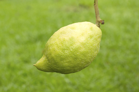 Green citrus medica on green background
