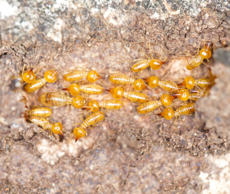 Close up termites or white antsの写真素材