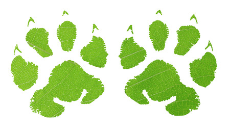 Green animal footprint with green leaf textureの写真素材